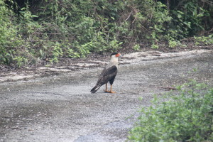 Karakara. Diese Raubvögel jagen unter anderem zu Fuß im Unterholz auf Curacao