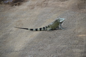 Leguan auf Curacao, fotografiert im Christoffel Park