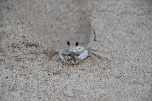 Krabbe auf Curacao