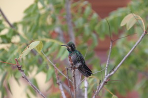 Kolibri auf Curacao