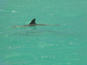 Delfin beim Bootsausflug in Mexiko