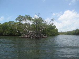 Mangroven in Mexiko