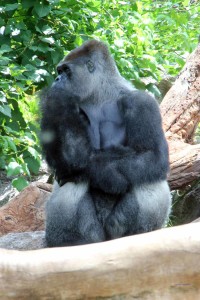 Gorilla im Loro Parque