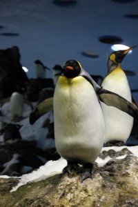 Pinguine im Loro Parque