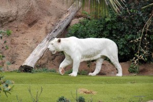 Weißer Tiger im Loro Parque, Teneriffa