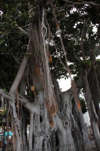 Alter Baum, Teneriffa