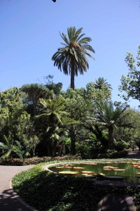Botanischer Garten in Puerto de la Cruz, Teneriffa