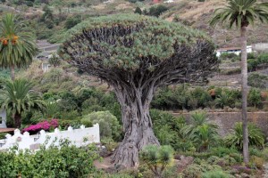 Drachenbaum in Icod de los Viinos