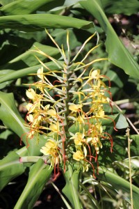 Filigrane Blume im Jardin Botanico, Teneriffa