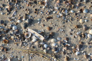 Muscheln am Strand - Suche nach einem Ort fürs Brandungsangeln